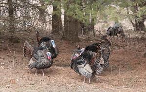 Wild Turkey