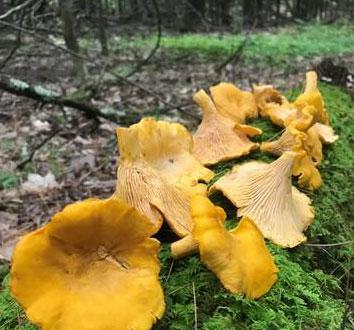 Chanterelle mushrooms