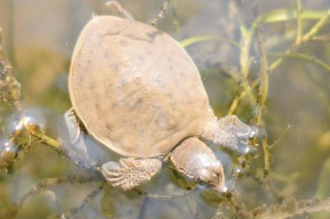 spiny softshell turtle