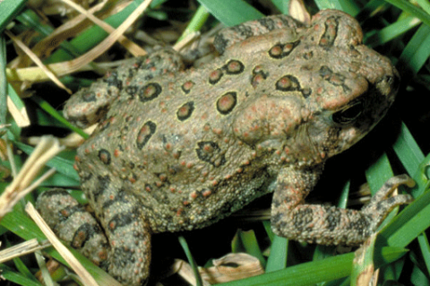 American Toad
