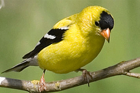 Birds: American Goldfinch