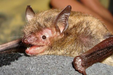 bat