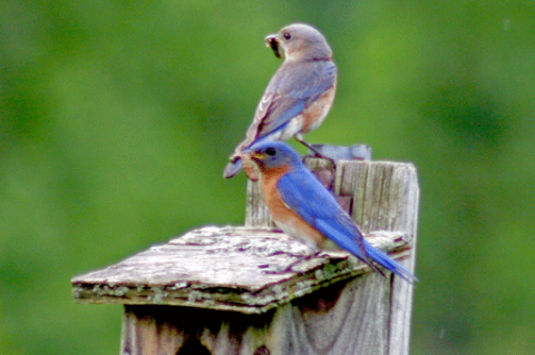 Birds: Bluebirds