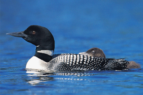 Birds: Common Loon