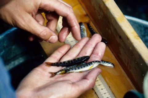 brook trout sampling