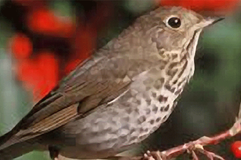 Birds: Hermit Thrush