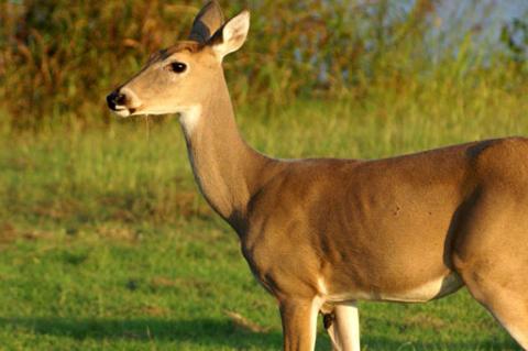 doe in field