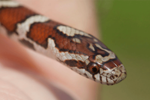 Reptiles: Milksnake