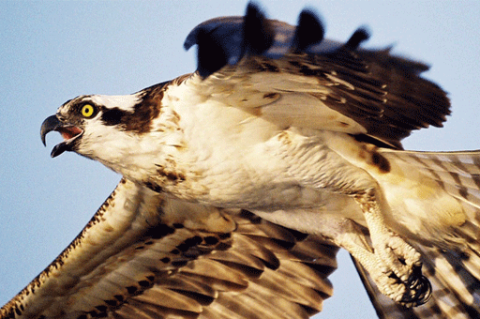 Birds: Osprey