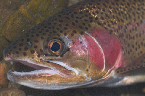 Fish: Rainbow Trout