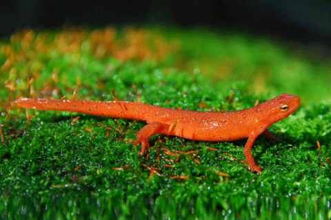 Amphibians: Eastern Newt