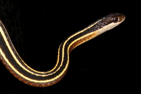 Reptiles: Ribbon Snake 