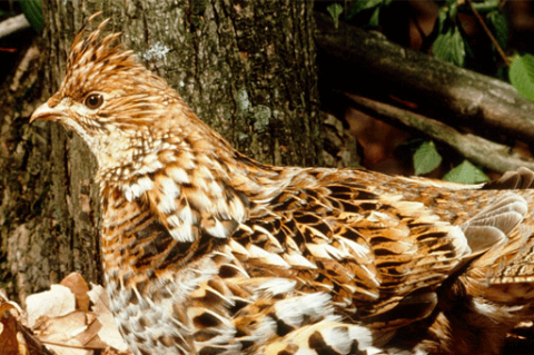Birds: Ruffed Grouse