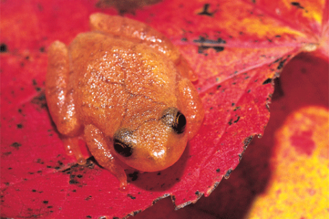 Spring Peeper