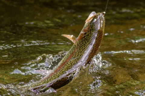 trophy rainbow trout on a fishing line