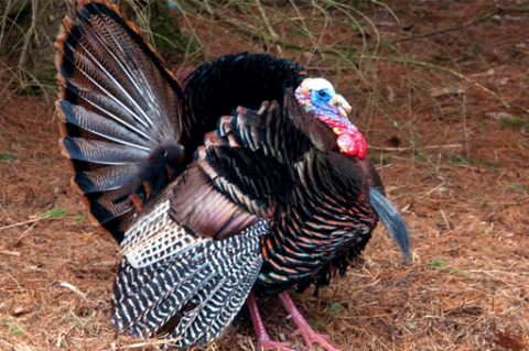 Birds: Wild Turkey