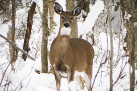 deer in woods