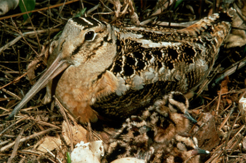 Birds: Woodcock
