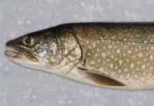 Lake Trout