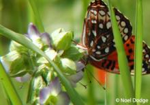 butterfly on flower