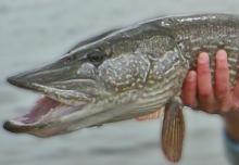headshot of northern pike