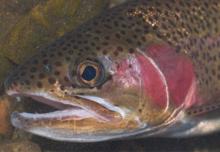 head shot of rainbow trout