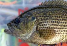 head shot of rock bass