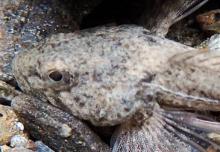 head shot of a slimy sculpin