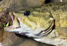 head shot of smallmouth bass