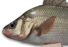 head shot of a white perch