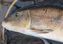 head shot of white sucker