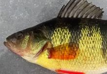 head shot of yellow perch