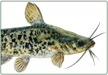 illustration of brown bullhead