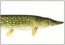 illustration of chain pickerel