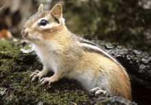 Mammals: Eastern Chipmunk