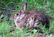 Mammals: Eastern Cottontail
