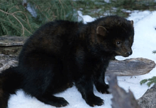 fisher sitting on snow