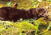 Mammals: Mink