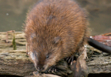 muskrat