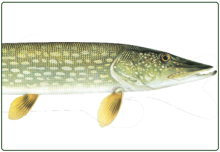 illustration of northern pike