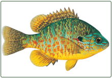 illustration of a bluegill