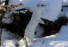 Mammals: Short-Tailed Weasel