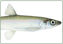 illustration of rainbow smelt
