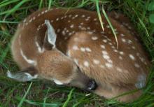 fawn bedded down