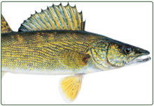 illustration of walleye