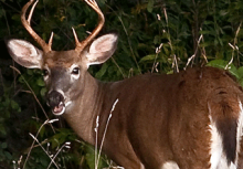 Mammals: White-Tailed Deer
