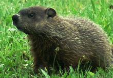 Mammals: Woodchuck