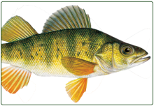 illustration of yellow perch