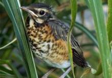 young robin