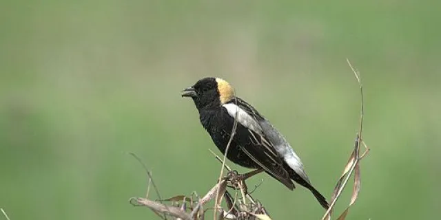 Bobolink, Creative Commons License